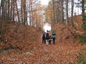 Złotym kobiercem wymoszczone góry... - kliknij by zobaczyć powiększenie Złotym kobiercem wymoszczone góry... - kliknij by zobaczyć powiększenie