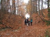 Zotym kobiercem wymoszczone gry... - kliknij by zobaczy powikszenie